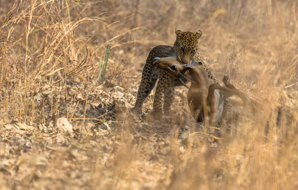 Image by: Peter Geraerdts