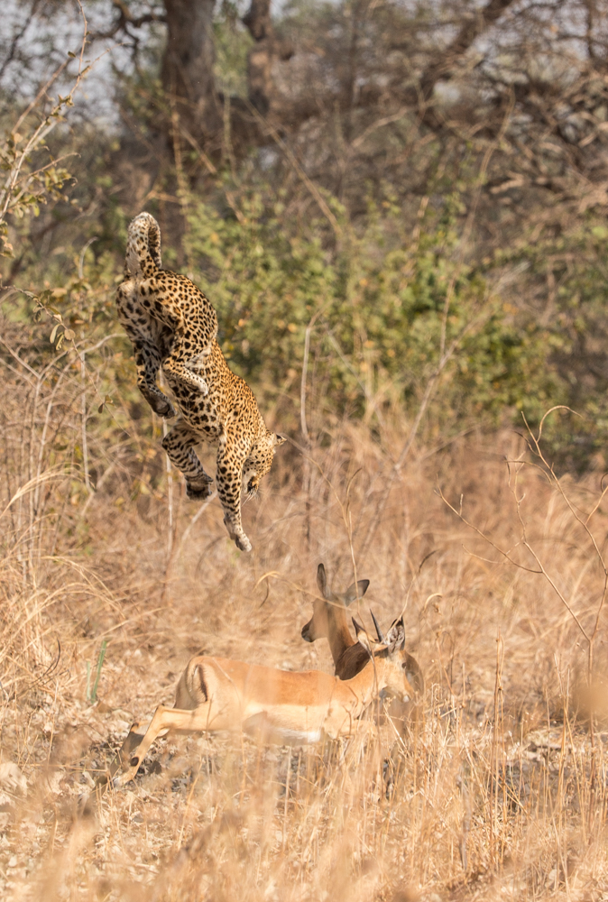 Image by: Peter Geraerdts