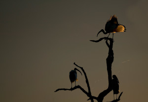 Ibis_Translucense